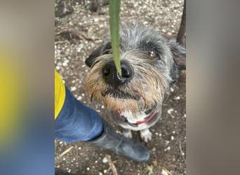 Sophie, eine liebenswerte ältere Hundedame