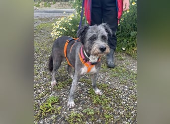 Sophie, eine liebenswerte ältere Hundedame