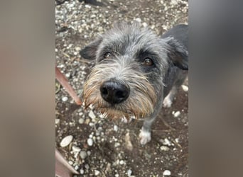 Sophie, eine liebenswerte ältere Hundedame