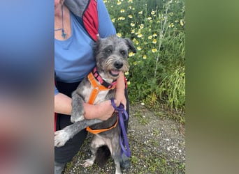 Sophie, eine liebenswerte ältere Hundedame