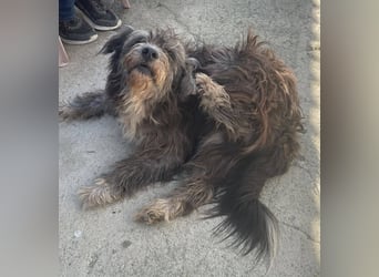 Sophie, eine liebenswerte ältere Hundedame