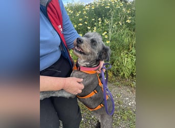 Sophie, eine liebenswerte ältere Hundedame