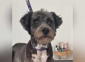 Sophie, eine liebenswerte ältere Hundedame