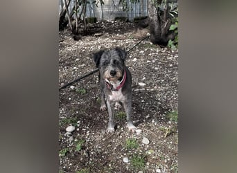 Sophie, eine liebenswerte ältere Hundedame