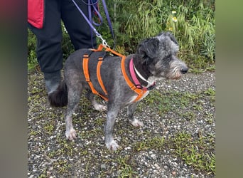 Sophie, eine liebenswerte ältere Hundedame