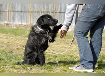 Charly, sportlicher Begleiter, braucht souveräne Führung