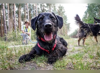 Charly, sportlicher Begleiter, braucht souveräne Führung