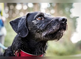 Charly, sportlicher Begleiter, braucht souveräne Führung