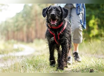 Charly, sportlicher Begleiter, braucht souveräne Führung