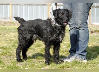 Charly, sportlicher Begleiter, braucht souveräne Führung