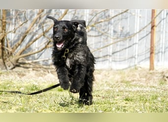 Charly, sportlicher Begleiter, braucht souveräne Führung
