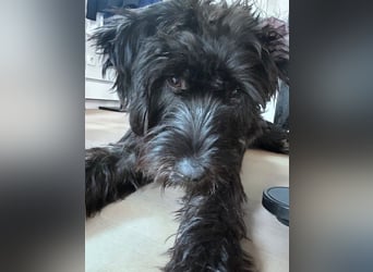 "Pumi“ – junge Schnauzer-Pumi-Mix Hündin sucht ländliches Zuhause