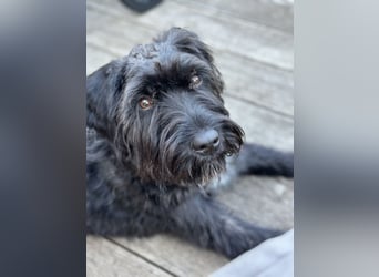 "Pumi“ – junge Schnauzer-Pumi-Mix Hündin sucht ländliches Zuhause