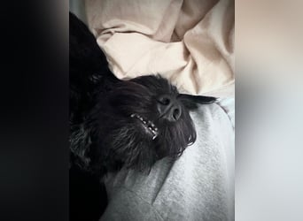 "Pumi“ – junge Schnauzer-Pumi-Mix Hündin sucht ländliches Zuhause