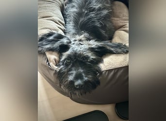 "Pumi“ – junge Schnauzer-Pumi-Mix Hündin sucht ländliches Zuhause