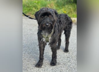 "Pumi“ – junge Schnauzer-Pumi-Mix Hündin sucht ländliches Zuhause