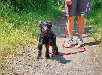 kleinbleibende Schnauzer Mix Welpen Hündin "Dana"