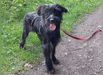 kleinbleibende Schnauzer Mix Welpen Hündin "Dana"