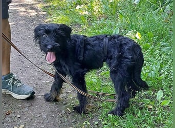 bezaubernder Schnauzer Mix Welpen Rüde "Didi" sucht ein Zuhause