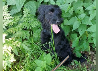bezaubernder Schnauzer Mix Welpen Rüde "Didi" sucht ein Zuhause