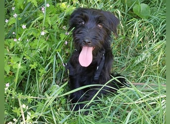 bezaubernder Schnauzer Mix Welpen Rüde "Didi" sucht ein Zuhause