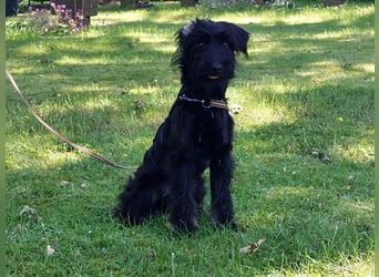 bezaubernder Schnauzer Mix Welpen Rüde "Didi" sucht ein Zuhause