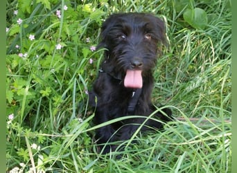 bezaubernder Schnauzer Mix Welpen Rüde "Didi" sucht ein Zuhause