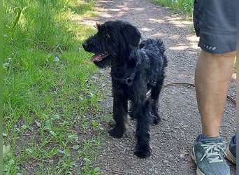 bezaubernder Schnauzer Mix Welpen Rüde "Didi" sucht ein Zuhause