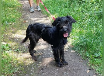 kleinbleibende Schnauzer Mix Welpen Hündin "Dana"