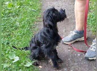 kleinbleibende Schnauzer Mix Welpen Hündin "Dana"