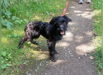 kleinbleibende Schnauzer Mix Welpen Hündin "Dana"