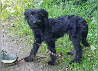 bezaubernder Schnauzer Mix Welpen Rüde "Didi" sucht ein Zuhause