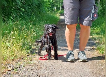 kleinbleibende Schnauzer Mix Welpen Hündin "Dana"