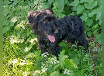 bezaubernder Schnauzer Mix Welpen Rüde "Didi" sucht ein Zuhause