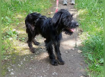 kleinbleibende Schnauzer Mix Welpen Hündin "Dana"