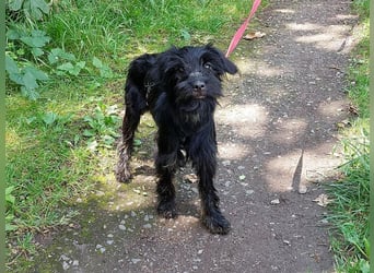 kleinbleibende Schnauzer Mix Welpen Hündin "Dana"