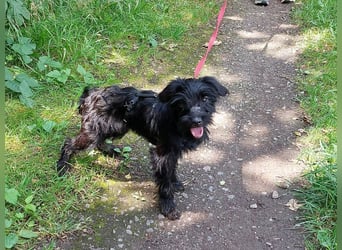 kleinbleibende Schnauzer Mix Welpen Hündin "Dana"
