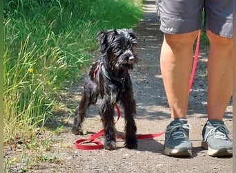 kleinbleibende Schnauzer Mix Welpen Hündin "Dana"