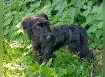 bezaubernder Schnauzer Mix Welpen Rüde "Didi" sucht ein Zuhause