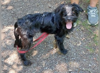 kleinbleibende Schnauzer Mix Welpen Hündin "Dana"