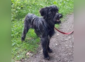 kleinbleibende Schnauzer Mix Welpen Hündin "Dana"