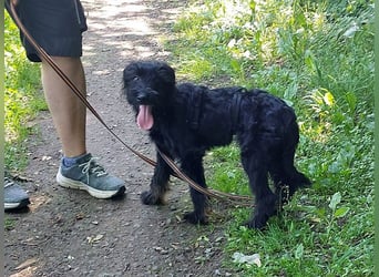 bezaubernder Schnauzer Mix Welpen Rüde "Didi" sucht ein Zuhause