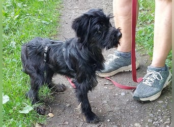 kleinbleibende Schnauzer Mix Welpen Hündin "Dana"