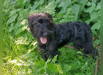 bezaubernder Schnauzer Mix Welpen Rüde "Didi" sucht ein Zuhause
