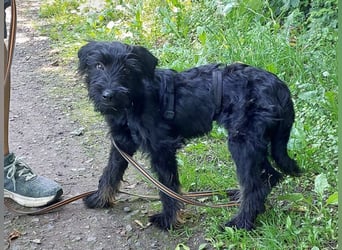 bezaubernder Schnauzer Mix Welpen Rüde "Didi" sucht ein Zuhause