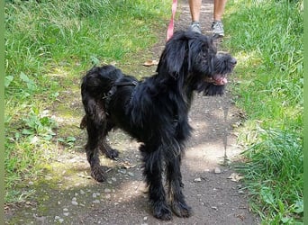 kleinbleibende Schnauzer Mix Welpen Hündin "Dana"