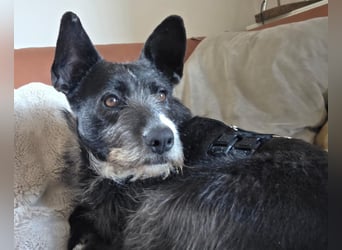 Kinderlieber Rauhhaarprinz, 4J., stubenrein, kastriert