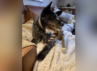 Kinderlieber Rauhhaarprinz, 4J., stubenrein, kastriert