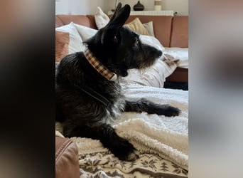 Kinderlieber Rauhhaarprinz, 4J., stubenrein, kastriert