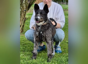 Kinderlieber Rauhhaarprinz, 4J., stubenrein, kastriert